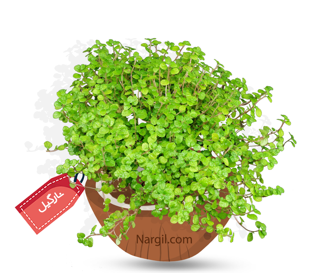  Nargil - baby's tears